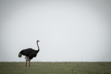 Common ostrich stands on horizon facing right