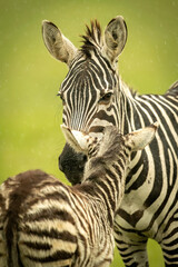 Fototapeta na wymiar Close-up of plains zebra nuzzling bedraggled foal