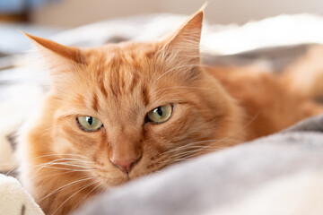 見つめる猫　茶トラ猫