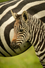 Close-up of plains zebra foal eyeing camera