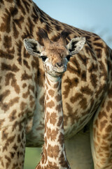 Close-up of Masai giraffe standing near mother