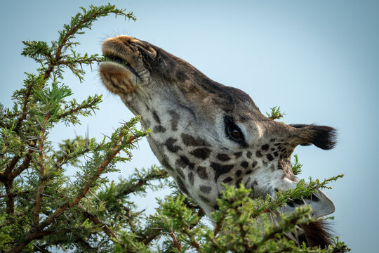 Close-up of Masai giraffe nibbling thornbush branch
