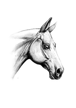 freehand horse head pencil drawing