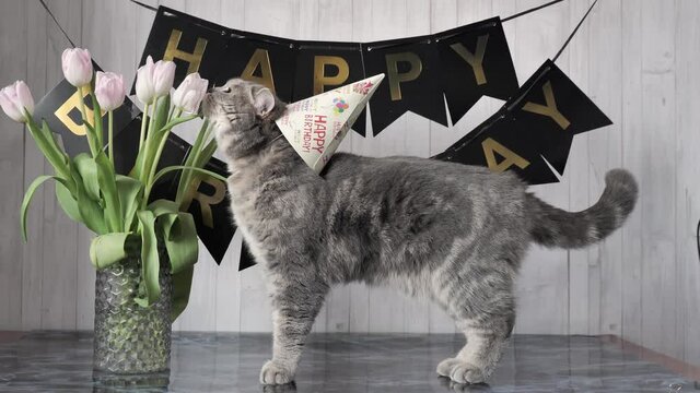 Scottish Land Cat celebrates birthday, sniffs pink flowers Dutch tulips. 1 year domestic pet