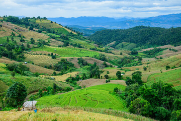 Pa Bong Piang Rice Terraces at Chiang Mai Province