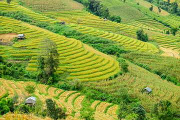 Pa Bong Piang Rice Terraces at Chiang Mai Province