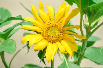 Sunflower natural background. beautiful yellow flower and green leaf in the park