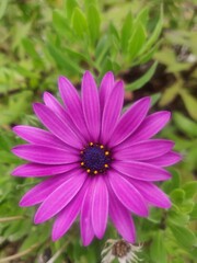 Fototapeta premium Exotic Flower