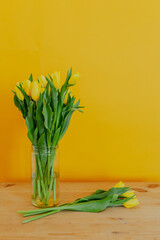 Bright fresh yellow tulips on yellow background. Bunch of tulips in jar. Glass vase with yellow tulips on wooden table.