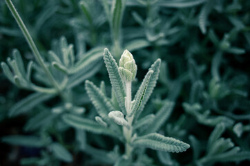 Green leaves in the garden