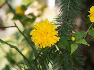 Close up of a golden-yellow double flowered of Japanese rose or kerria - Kerria japonica 'Pleniflora' -  between bright green foliage on arching greenish stems