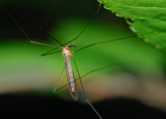 Close-up view of a long-legged mosquito