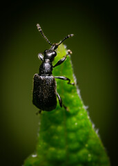 Close up view of a black weevil bug on a tree leaf
