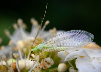 Close up view of a Green Lacewing Butterfly holding a drop of water with its front paws
