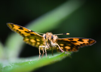 Portrait of a red butterfly with open wings