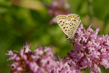 Brauner Feuerfalter (Lycaena tityrus)