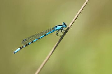 Gemeine Becherjungfer (Enallagma cyathigerum)