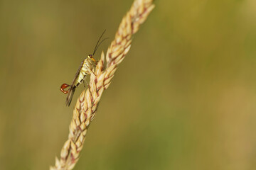 Gemeine Skorpionsfliege (Panorpa communis)