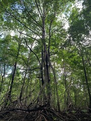 trees in the forest