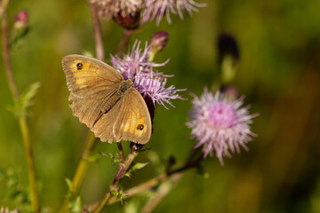 Großes Ochsenauge (Maniola jurtina)