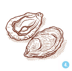 Oysters. Isolated on white background. Hand drawn illustration. Engraving style.
