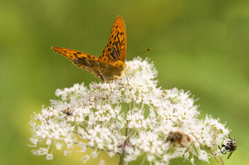 Kaisermantel (Argynnis paphia)