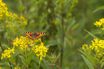 Kleiner Fuchs (Aglais urticae)