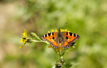 Kleiner Fuchs (Aglais urticae)