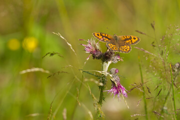 Mauerfuchs (Lasiommata megera)