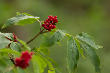Roter Holunder (Sambucus racemosa)