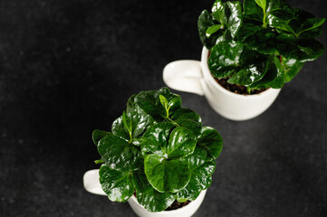 sprouts of a coffee tree in a cup, seedlings on a dark background, top view