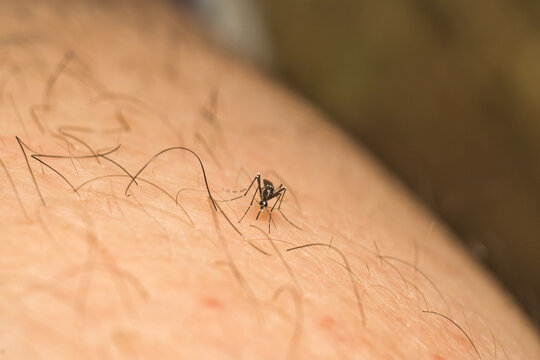 An Aedes Mosquito Biting On My Leg.