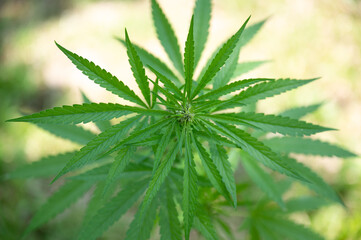 Naklejka na ściany i meble sativa marijuana plant outdoors, leaves view from above, beautiful wallpaper background