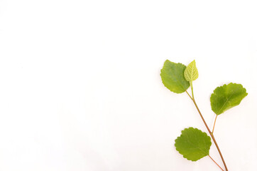 the green plant with leaves of blueberry isolated on white background.