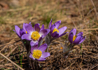 pasque-flower (Anémone pátens) is a perennial herb. one of the first spring meadow flowers.