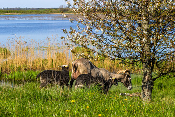 Sheep with lambs on a meadow by a lake