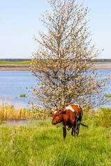 Cow on a meadow by a lake in the spring