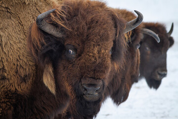 American bison leader portrait. Buffalo herd closeup.