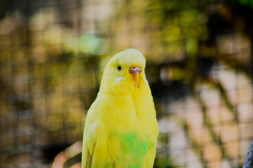 yellow bird inside a cage