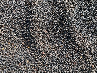 Traditional drying of Robusta coffee