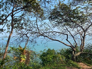 Forest adjacent to the water source