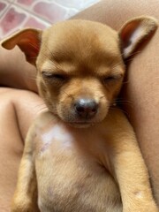 The light brown Chihuahua dog is sleeping peacefully..