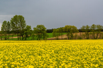 Wiosenna cisza przed burzą, Podlasie, Polska