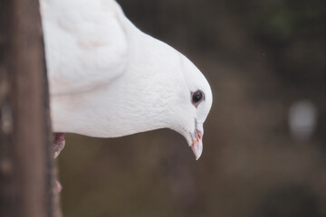 White dove watching prepare to fly