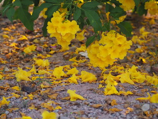 Tecoma stans (L.) Kunth. Yellow Bell, Yellow Elder. A yellow flower simmered on the ground.