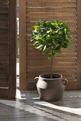 Ficus benjamina agaist wooden shutters