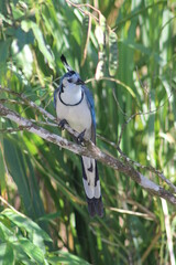 white colared jay on a tree 