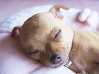 The light brown Chihuahua dog is sleeping peacefully.
