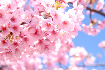 桜 サクラ さくら 綺麗 満開 ピンク 春 満開 美しい 新生活 入学 卒業 