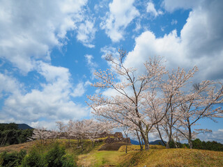 Fototapeta premium 赤木城跡（熊野市）と桜
